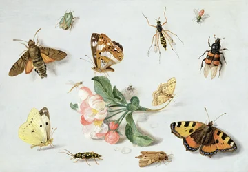 Schmetterlinge, Nachtfalter und andere Insekten mit einem Zweig Apfelblüten